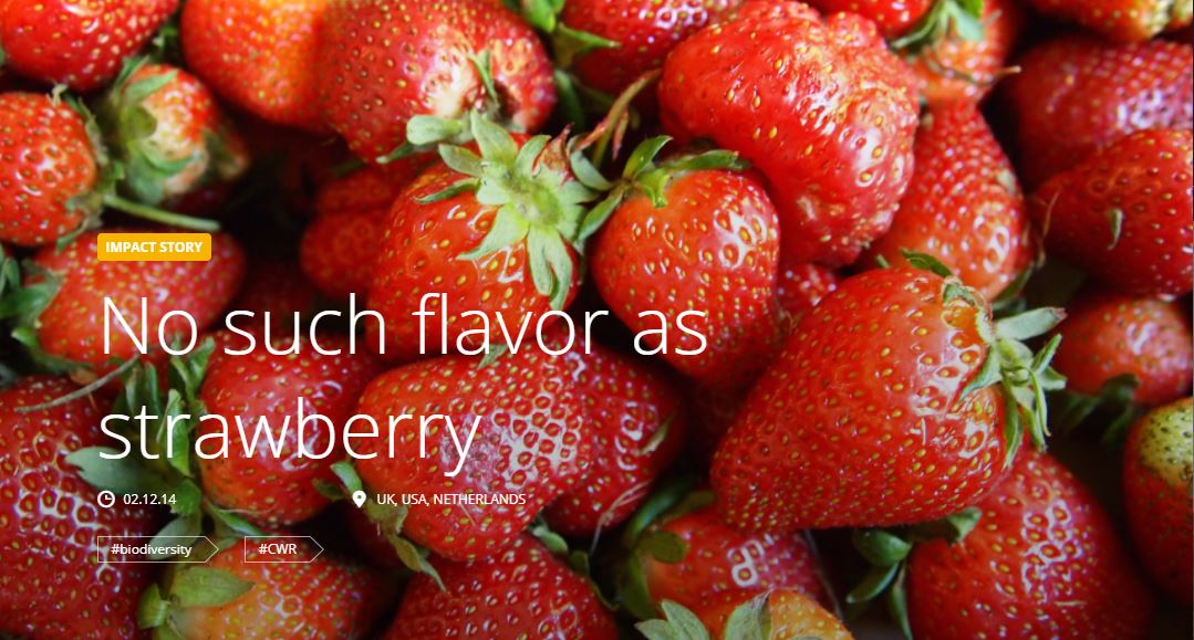 No such flavor as strawberry